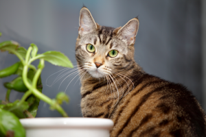 GreenCat Eliminate All Cat Litter Odors