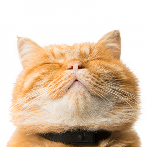 Eliminate All Cat Litter Odors